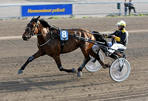 Holari ei aina onnistu, mutta Vermossa Jalosen perheen suojatti oli pitkästä aikaa omaa luokkaansa.