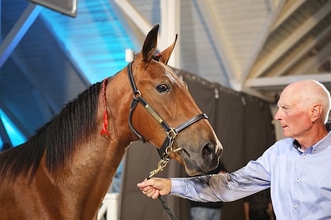 Muscle Hillin poika Ivory Boko myytiin 1,4 miljoonalla kruunulla.