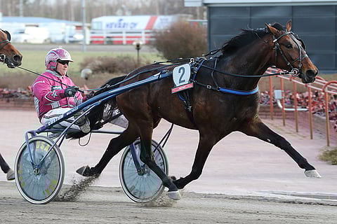 Armani Cates on Jokimaan Toto4-rivin eniten pelattu hevonen.