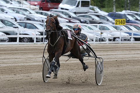Minto's Daisy Star pystyy menemään Kriteriumin finaaliin karsintavoittajana.