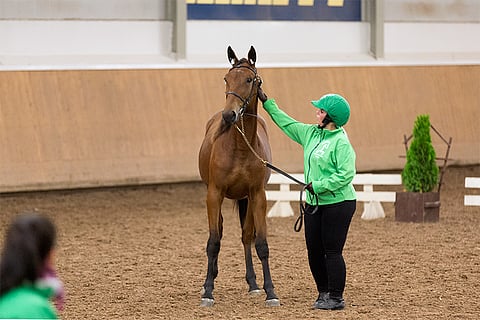 Eloissa tamma Sturdy Stride innosti ostajia eniten. Kuvassa maneesin huutokauppatilanteessa Titta Salmen käsissä.