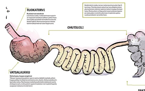 Hevonen sulattaa kauan ja hartaasti