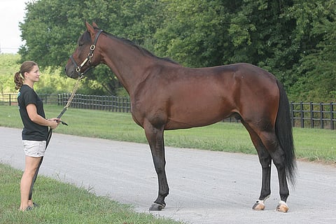 Muscle Massiven 2-vuotiaat tyttäret voittivat  perjantaina 30.9. kaksi Bluegrass Seriesin divisioonaa. Vuoden 2010 Hambletonianin voittaja on 2-vuotiaiden isäortilastossa sijalla 13 Pohjois-Amerikassa.