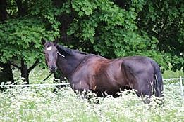 Hevoset löytyivät kuolleina järven reunasta suoalueelta.