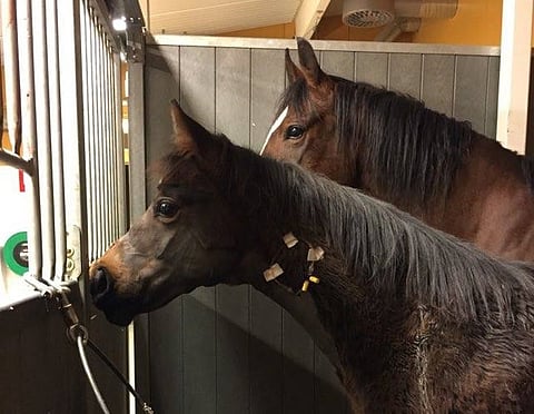 Alerion leikkauksen jälkeen.