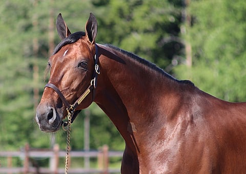 Knows Nothing. Kuva: Jussi Lähde.