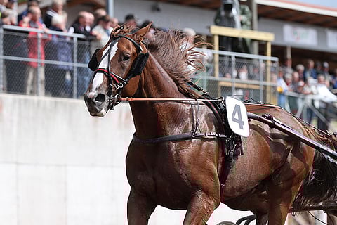 Stone Capes Nougat on maistuva vastavarma Kaustisella.