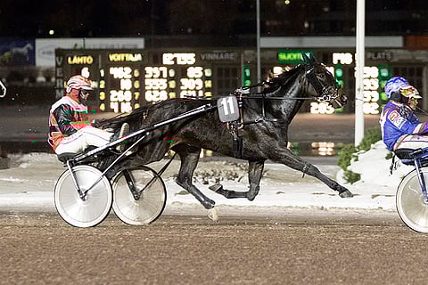Ilkka Hoffren on profiloitunut varsavalmentajaksi, mutta taitaa aikuisetkin hevoset - tässä Leemark's Evelynin.