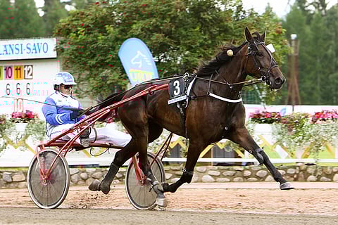 Viime kaudella Toto76-lähtöjä myöten menestynyt Pine Crown Girl oli toinen laivalla menehtyneistä hevosista.