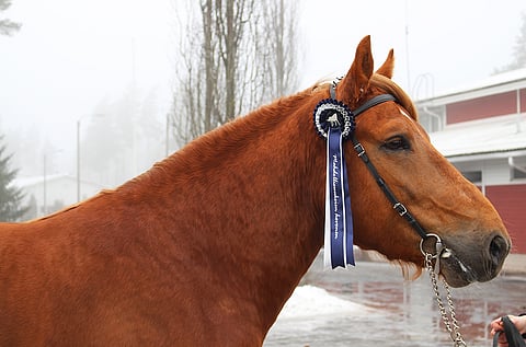 5-vuotias Caijus palkittiin Ypäjän orinäyttelyn parhaana suomenhevosoriina.