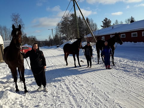 Isä Like Di Poggio (vasemmalla), varsa Tornapull ja emä Desperado's Hope nähtiin kaikki radalla Laivakankaan sunnuntairaveissa.