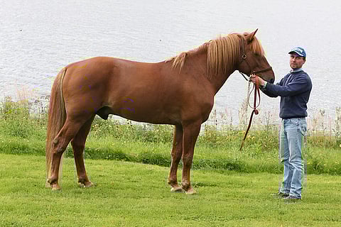 Valtraus ja Timo Vääränen.