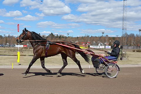 D.D.'s Hitman ja hoitaja Laura Myllymaa Vermon raviradalla lauantaina.