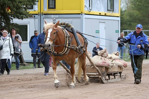 Kauko Tuomisen ohjastama kymmenenvuotias tamma Tähden Piirros veti Ypäjällä väkevästi työmestariksi. Kuva: Satu Pitkänen