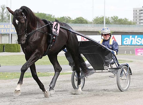 Stefan Melander on päättänyt, että Nuncio aloittaa keväällä Menhammarin siitosoriina.