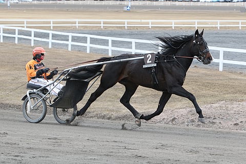 Workout Wonderilla ja Tommi Kylliäisellä on jo kymmenen kilpailun yhteinen ura takanaan.