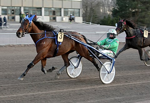 Callela Ladyboss oli yksi illan kolmesta karsintavoittajasta.