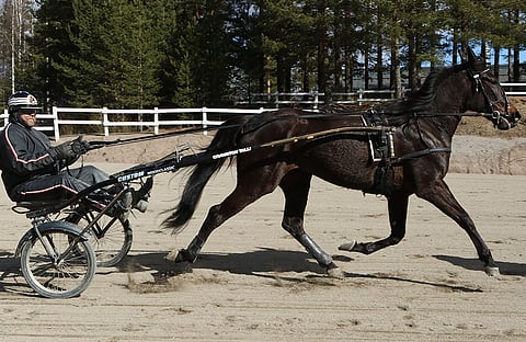 Oraviston Talli Oy:n takaa löytyvä Tauno Hyriäinen ja Hermes Boko.
