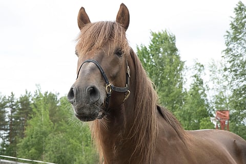 Hymynkare on Tero E. Mäenpään mukaan tuntunut kotona hyvältä.