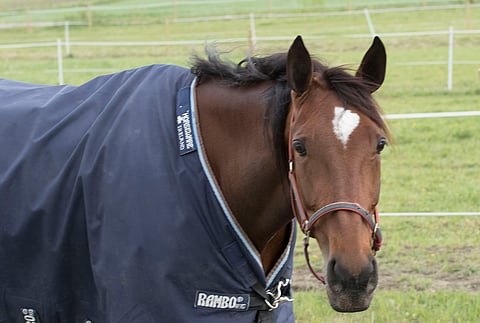 Kiikku's Chancelta otettiin Suur-Hollolan alkuerän jälkeen kengät pois ja se lähti laitumelle. Kuva Harri Lind.