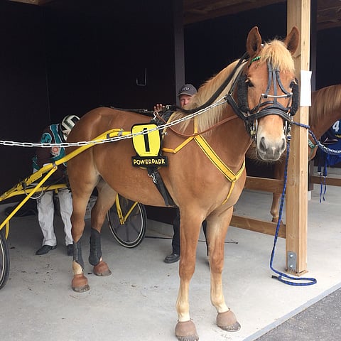 Särkän Kake on ollut kilpailukunnossa jo 2-vuotiaasta lähtien. Kuva: Totofoto