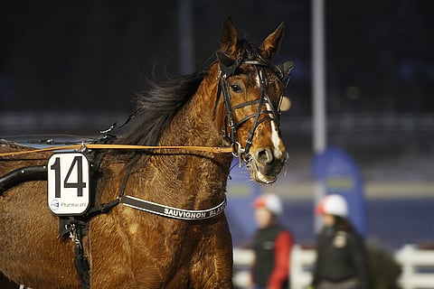Sauvignon Blance. Kuva vuodelta 2016.