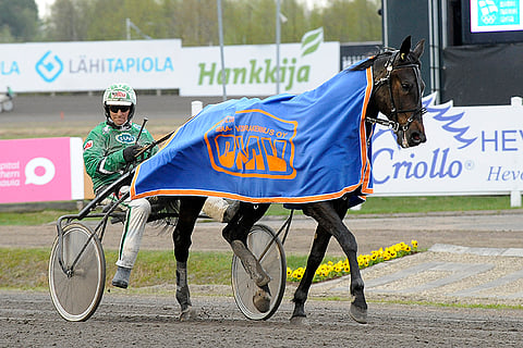 Ruotsissa syntyneen Herbie Sisun on kasvattanut Sisyfos Breeders AB. Kuva: Anne Linna