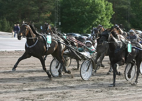 Grainfield Oliver nitisti Black Dunnockin niukasti.