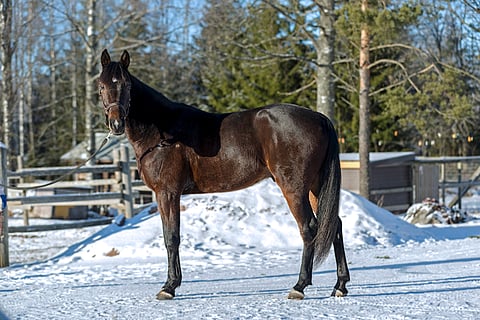 Martin de Bosin kasvattaja Mika Vihelä hankki huippusukuisen siitostamman Ruotsista. (Kuva: HU arkisto/Ada Pykäläniemi)