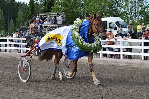 Nuoren Tähen Toivomuksen nimi kirjataan kylmäveristen Suur-Hollola-ajon kunniataulukkoon. Kuva: Roosa Lindholm