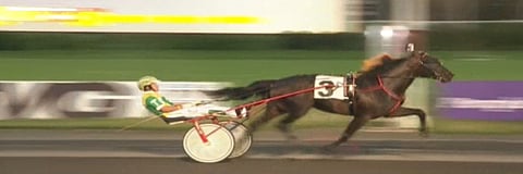 Hamboon on kuukausi, ja Overseas Farmsin kasvatti Walner osoitti olevansa valmis. Kuva: Meadowlands