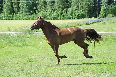 Marj-Lovviisan juoksuhalut ovat taas löytyneet. Arkisto kuva vuodelta 2017.