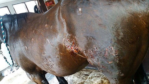 13-vuotias lämminverinen ravihevonen Sydney's Duke raadeltiin takapäästään, kyljistään ja kintereistään. Ruunasta löytyi useita hampaiden jälkiä, joiden välimitta sopii isoon koiraeläimeen.