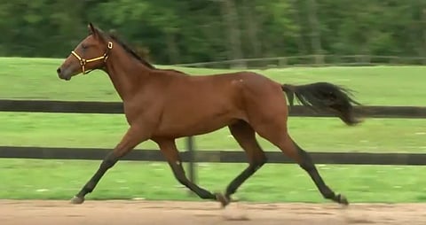 Champ Lane esittelee lentävää askeltaan huutokauppavideolla. Kuva: Brodda Stuteri