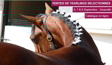 1-vuotiaiden varsojen huutokaupat sävyttävät syksyä kaikkialla ravimaailmassa. Deuville kerää eurooppalaisen mielenkiinnon.