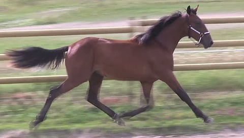 Tennistähti Djokovicin kaimalta odotetaan voittoja raviareenoilta. Kuva: Stall Nilsson