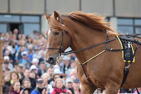 Vieskerin uskomaton ura on päätynyt kirjan kansien väliin. Osallistumalla Kuukauden ravurit-äänestykseen voit voittaa kirjan itsellesi.