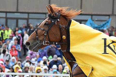 Virin Camilla vetää Tammatähteä pitkään keskiviikkona Vermossa. Kuva: Roosa Lindholm.