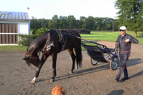 Suoraan hölkältä kuviin. Long Tom, Reijo Liljendahl ja Long Tomin ystävä, tallikoira Bella. Kuva: Totofoto