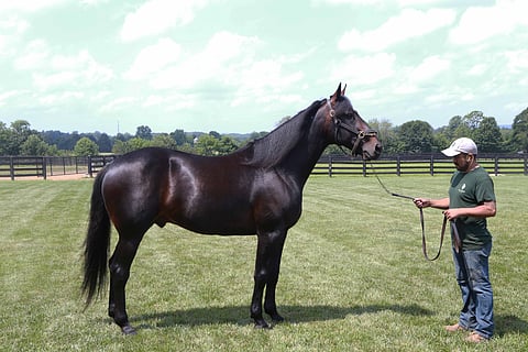 Hambo-voittaja Trixton 08,7 on Emilie Cas El:n kymmenes ja eniten ansainnut varsa. Kuva: HU arkisto