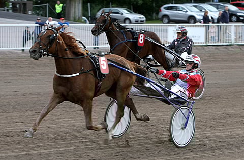 Harri Koivusen ajo sujui Meritin kanssa nappiin ja tamma kiitti karsintavoitolla.