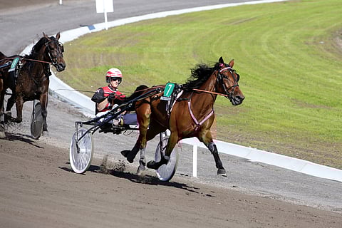 5-vuotias Dear Josie vaihtoi tänään omistajaa ja valmentajaa. Tamma on tähän mennessä tienannut 14 380 euroa ja juossut ennätyksekseen 14,9a. Kuva: Anni Lehto