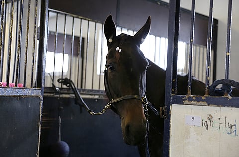 Hermes Boko vierastallissa Solvallassa.