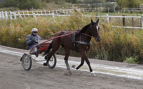 Veijo Heiskanen viimeisteli Schatzi Faylinen kisakunnon Ruotsin tammojen mestaruuslähtöön perjantaina valmennuskeskuksessaan. Kuva Totofoto