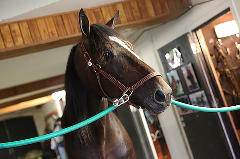 Timo Nurmoksen valmentama Villiam on yksi lauantain seuratuimmista hevosista UET-finaalin ohella.