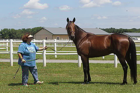 Kilpailu-urallaan reilut 350 000 euroa ansainnut All Laid Out maksoi kuusi vuotta sitten Lexingtonissa 32 000 dollaria. Tänä syksynä All Laid Out Stablelle on tullut Kentuckyn huutokaupasta jo neljä varsaa.