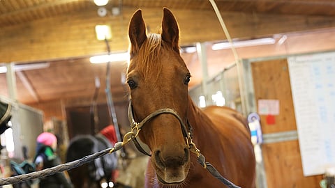 Elmino De La Fyen meno oli Oulussa jykevää. Tässä kuvassa ruuna on 3-vuotias.