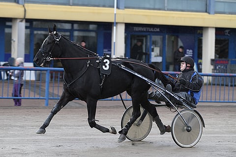 Rowhill's Jack on maistuva Toto65-varma jackpot-kierrokselle.