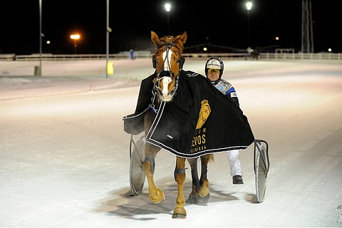 Josveisillä on Antti Ojanperän mukaan kaikki kunnossa, vaikka illan kilpailu Vermosta jää väliin. Kuva: Anne Linna.