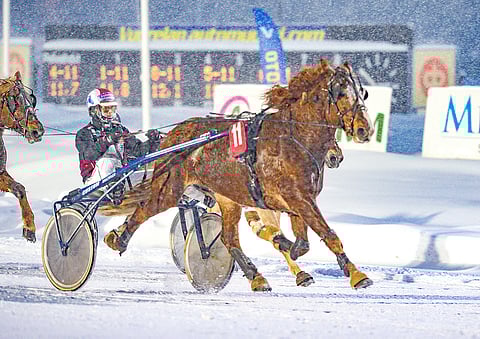 Kopran Suhari pärjää myös lämpimässä kelissä.